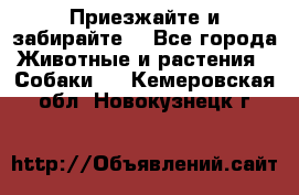 Приезжайте и забирайте. - Все города Животные и растения » Собаки   . Кемеровская обл.,Новокузнецк г.